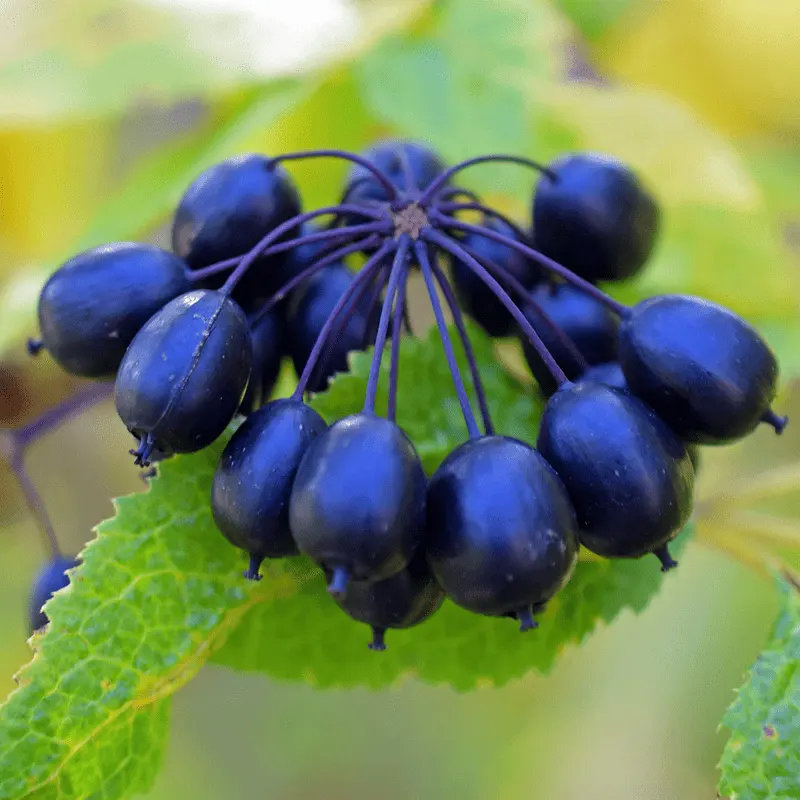 Benefit of Siberian Ginseng